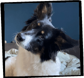 Foto des Hundes Lilo